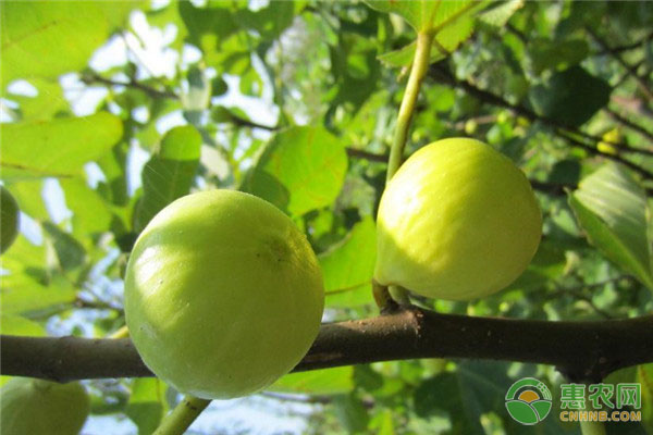 無花果修剪時(shí)間和方法-圖片版權(quán)歸惠農(nóng)網(wǎng)所有