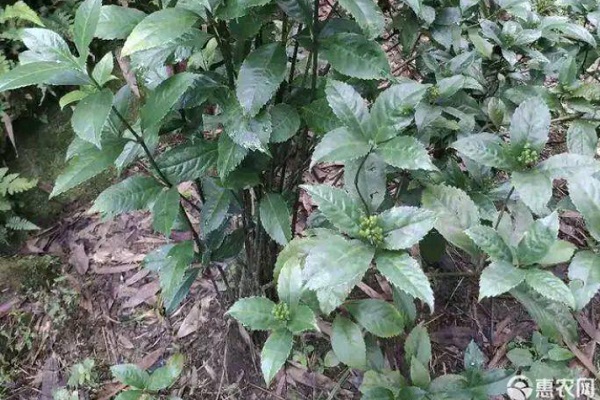 草珊瑚的種植技術(shù)-圖片版權(quán)歸惠農(nóng)網(wǎng)所有
