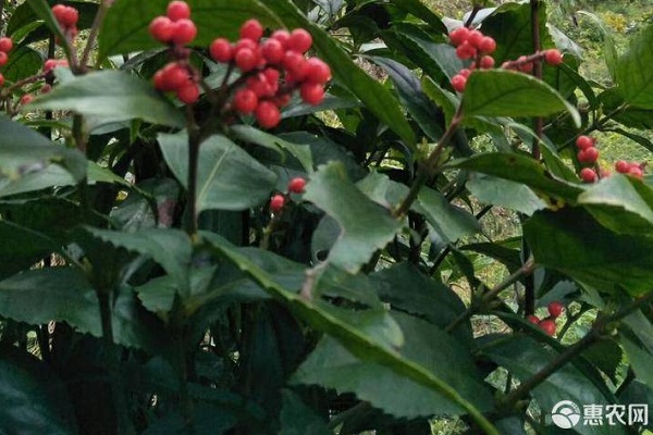 草珊瑚的種植技術(shù)-圖片版權(quán)歸惠農(nóng)網(wǎng)所有
