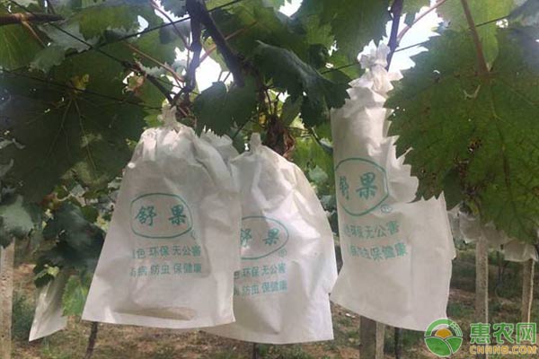 葡萄套袋栽培技術(shù)-圖片版權(quán)歸惠農(nóng)網(wǎng)所有