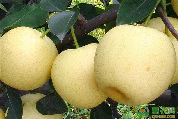 大黃梨栽培管理技術(shù)-圖片版權(quán)歸惠農(nóng)網(wǎng)所有