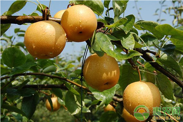 大黃梨栽培管理技術(shù)-圖片版權(quán)歸惠農(nóng)網(wǎng)所有