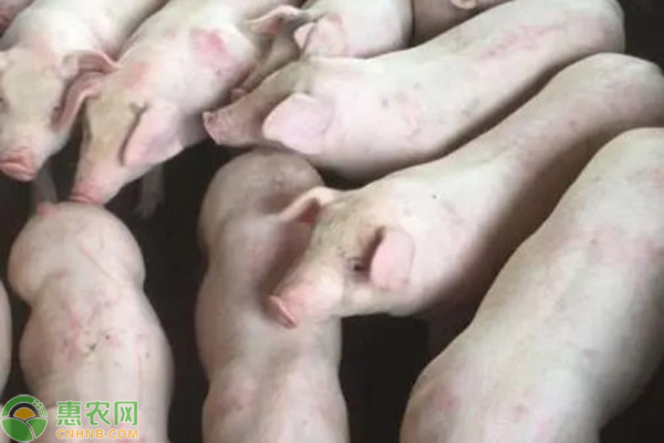 小豬拉白痢怎么辦？-圖片版權(quán)歸惠農(nóng)網(wǎng)所有