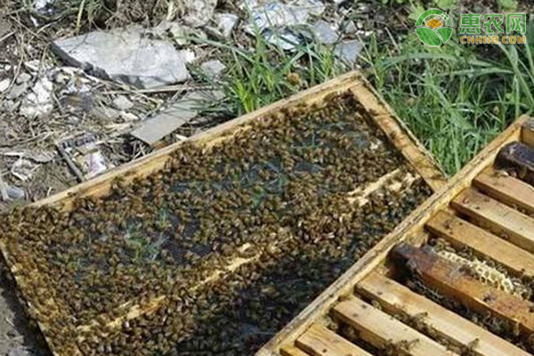 養(yǎng)蜜蜂的技巧和方法-圖片版權(quán)歸惠農(nóng)網(wǎng)所有