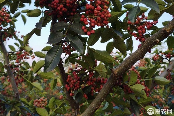 花椒怎样育苗？-图片版权归惠农网所有