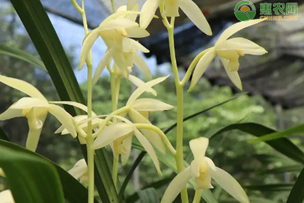 蘭花種植方法與技巧-圖片版權(quán)歸惠農(nóng)網(wǎng)所有