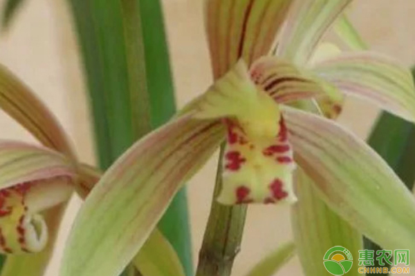 蘭花種植方法與技巧-圖片版權(quán)歸惠農(nóng)網(wǎng)所有