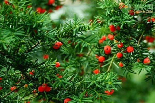 紅豆杉的種植方法-圖片版權歸惠農(nóng)網(wǎng)所有