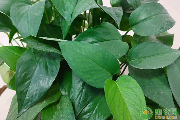 綠蘿怎么剪枝移栽？-圖片版權(quán)歸惠農(nóng)網(wǎng)所有