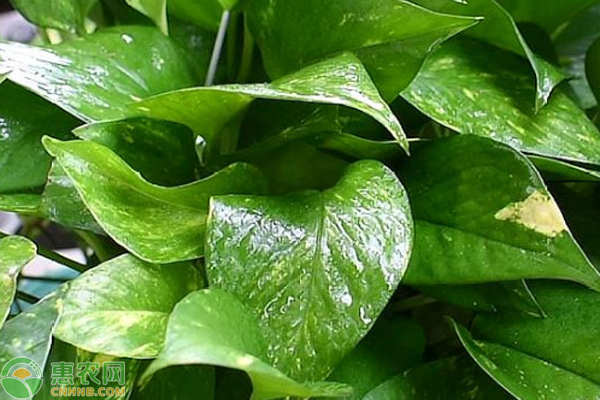 綠蘿怎么剪枝移栽？-圖片版權(quán)歸惠農(nóng)網(wǎng)所有