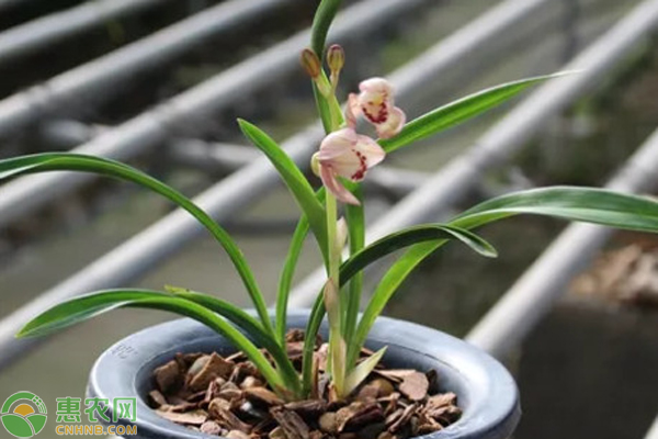 蘭花種植方法與技巧-圖片版權(quán)歸惠農(nóng)網(wǎng)所有
