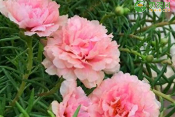 太陽花什么時(shí)候種適合？-圖片版權(quán)歸惠農(nóng)網(wǎng)所有