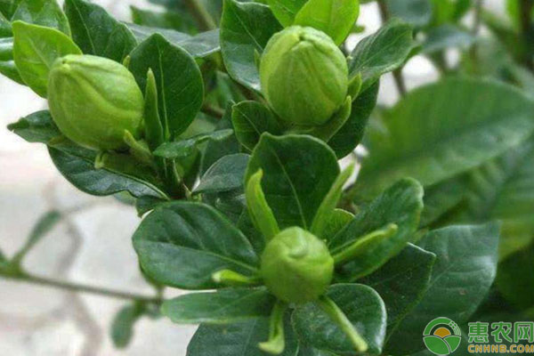 梔子花的修剪方法-圖片版權(quán)歸惠農(nóng)網(wǎng)所有