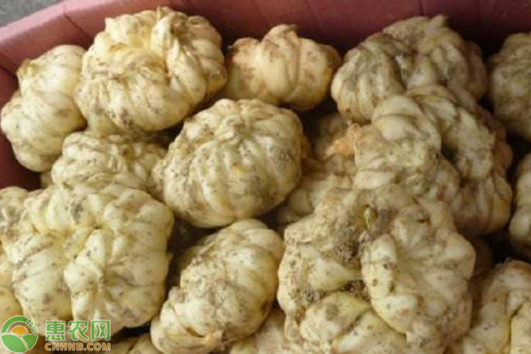 百合幾月種植？怎么種？-圖片版權(quán)歸惠農(nóng)網(wǎng)所有