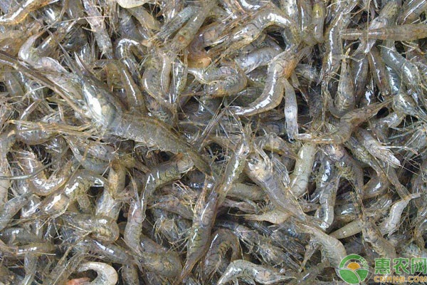 青蝦的養(yǎng)殖技術(shù)-圖片版權(quán)歸惠農(nóng)網(wǎng)所有