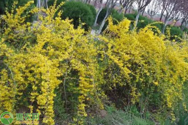 連翹的種植方法-圖片版權(quán)歸惠農(nóng)網(wǎng)所有