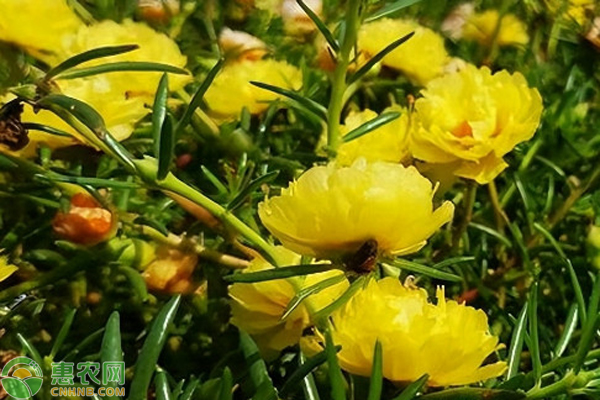 太陽花什么時(shí)候種適合？-圖片版權(quán)歸惠農(nóng)網(wǎng)所有