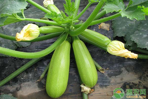 西葫蘆制種技術(shù)-圖片版權(quán)歸惠農(nóng)網(wǎng)所有