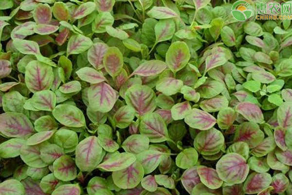 莧菜的種植方法-圖片版權(quán)歸惠農(nóng)網(wǎng)所有