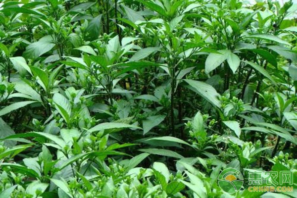 板藍(lán)根種子怎么種植？-圖片版權(quán)歸惠農(nóng)網(wǎng)所有