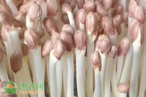 花生苗的種植方法-圖片版權(quán)歸惠農(nóng)網(wǎng)所有