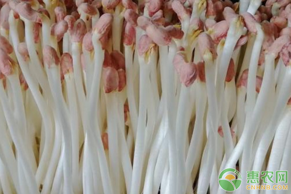 花生苗的種植方法-圖片版權(quán)歸惠農(nóng)網(wǎng)所有