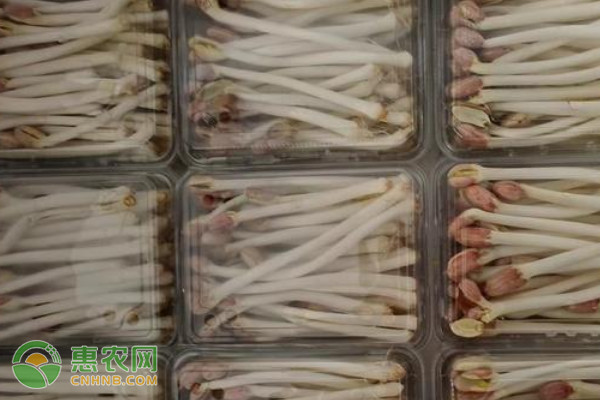 花生苗的種植方法-圖片版權(quán)歸惠農(nóng)網(wǎng)所有
