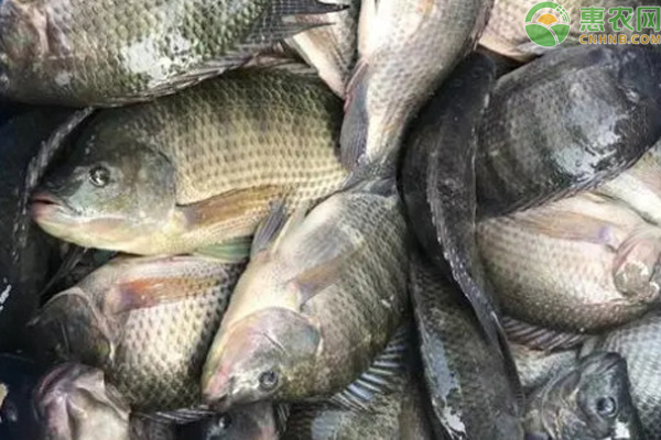 罗非鱼的养殖技术-图片版权归惠农网所有