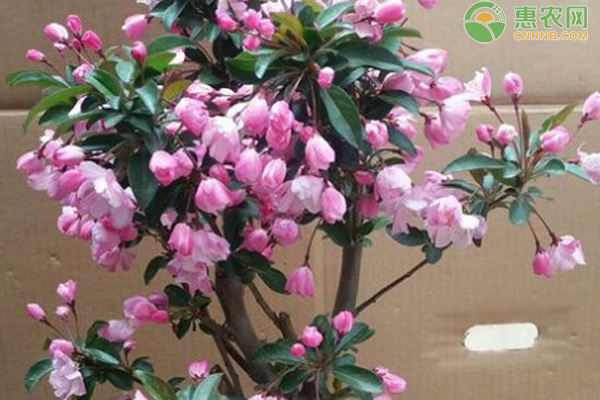 垂絲海棠花的播種技巧與方法-圖片版權(quán)歸惠農(nóng)網(wǎng)所有