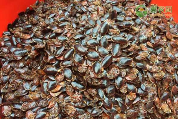 土鱉蟲養(yǎng)殖技術(shù)-圖片版權(quán)歸惠農(nóng)網(wǎng)所有