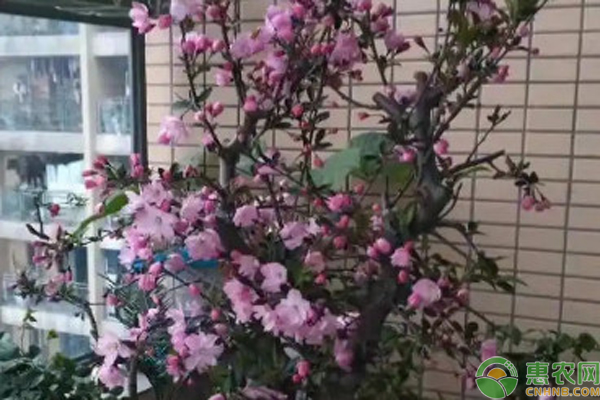 垂絲海棠花的播種技巧與方法-圖片版權(quán)歸惠農(nóng)網(wǎng)所有