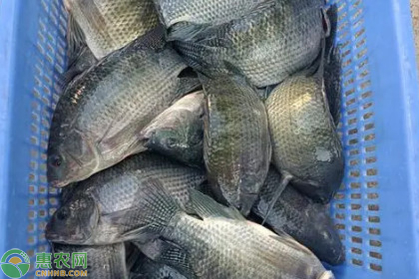 罗非鱼的养殖技术-图片版权归惠农网所有