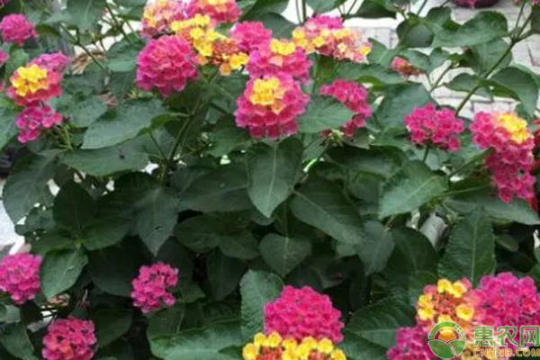 五色梅開(kāi)花后怎么修剪能爆盆？-圖片版權(quán)歸惠農(nóng)網(wǎng)所有