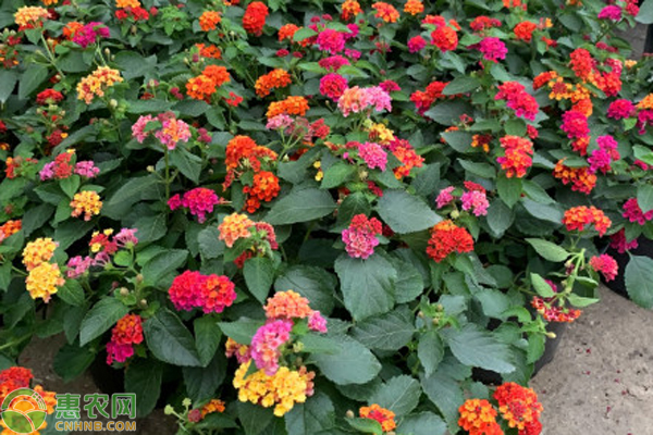 五色梅開(kāi)花后怎么修剪能爆盆？-圖片版權(quán)歸惠農(nóng)網(wǎng)所有