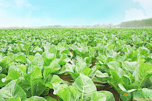 高山蔬菜栽培技術(shù)-圖片版權(quán)歸惠農(nóng)網(wǎng)所有