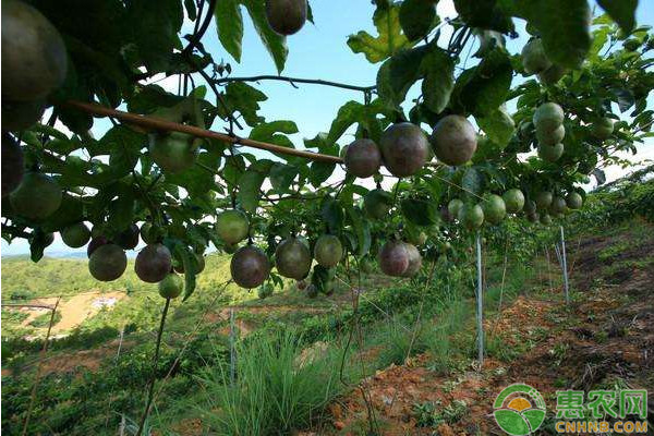 百香果種植管理-圖片版權(quán)歸惠農(nóng)網(wǎng)所有
