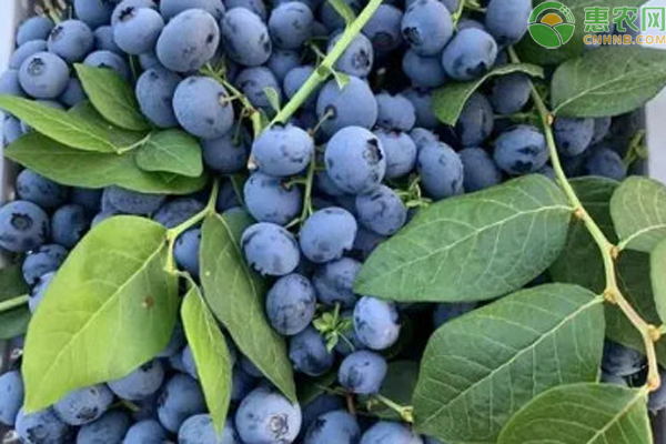 北高丛蓝莓都克,蓝丰属于中熟品种,大蓝金和布里吉塔是属于晚熟品种