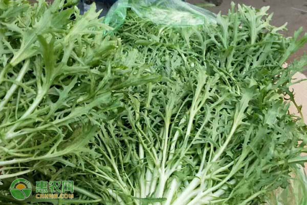 十月種什么菜最合適？-圖片版權(quán)歸惠農(nóng)網(wǎng)所有