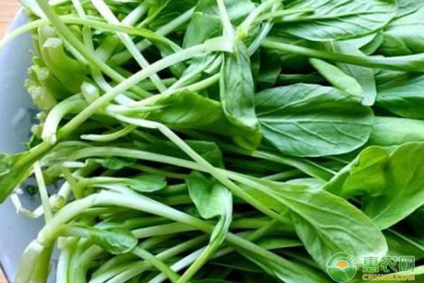 十月種什么菜最合適？-圖片版權(quán)歸惠農(nóng)網(wǎng)所有