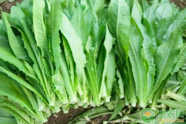 十月種什么菜最合適？-圖片版權(quán)歸惠農(nóng)網(wǎng)所有
