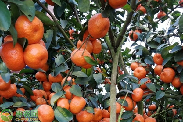 柑橘樹(shù)10月栽培管理要點(diǎn)-圖片版權(quán)歸惠農(nóng)網(wǎng)所有