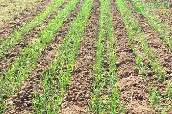 10月小麥種植管理要點-圖片版權(quán)歸惠農(nóng)網(wǎng)所有