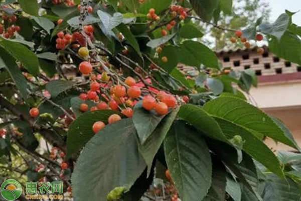 10月果树种植管理指南-图片版权归惠农网所有