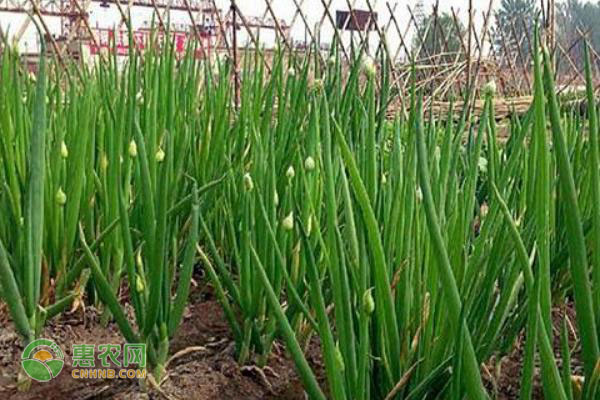 大蔥的種植方法-圖片版權(quán)歸惠農(nóng)網(wǎng)所有