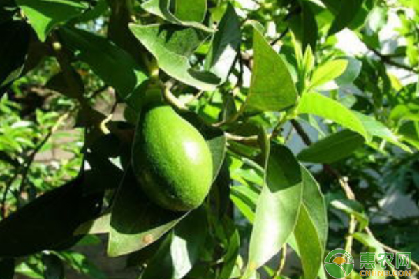 牛油果核水培種植方法-圖片版權(quán)歸惠農(nóng)網(wǎng)所有