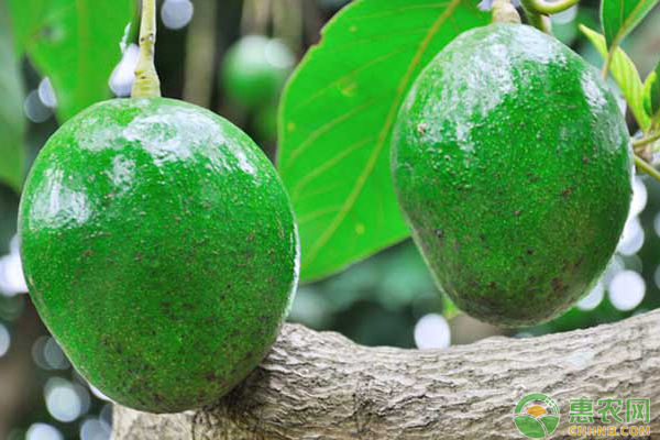 牛油果核水培種植方法-圖片版權(quán)歸惠農(nóng)網(wǎng)所有