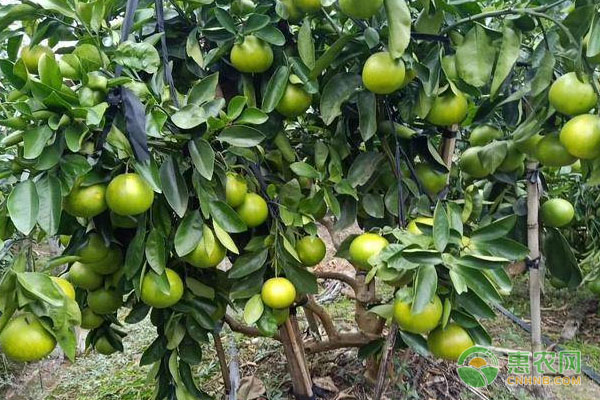 柚子樹(shù)的剪枝時(shí)間和修剪方法-圖片版權(quán)歸惠農(nóng)網(wǎng)所有