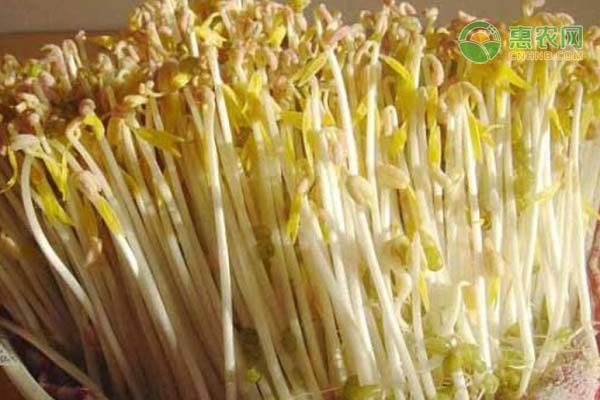 綠豆芽的種植方法-圖片版權(quán)歸惠農(nóng)網(wǎng)所有