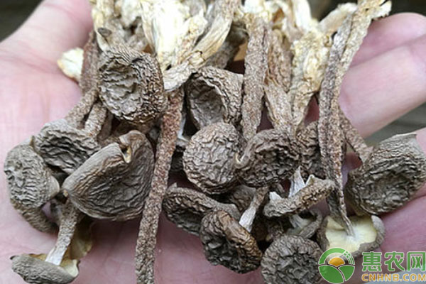 鹿茸菇種植栽培技術(shù)-圖片版權(quán)歸惠農(nóng)網(wǎng)所有