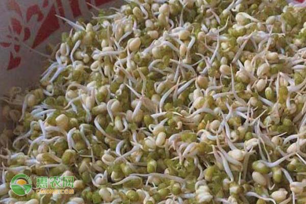 綠豆芽的種植方法-圖片版權(quán)歸惠農(nóng)網(wǎng)所有